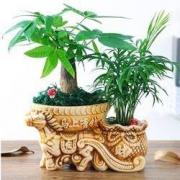 京东PLUS会员：壹花壹木 植物盆栽 发财树+椰子