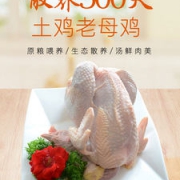 首农旗下 百年栗园 500天散养老母鸡 2斤*2只