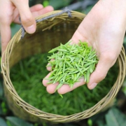 41年历史 林湖茶叶 2019明前特级高山雀舌 100gx2盒