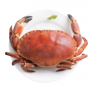 菜帮 鲜活面包蟹 600-800g