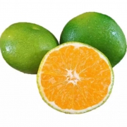 吉广鲜 青皮蜜桔 5斤装