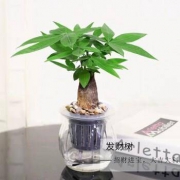一品花匠 发财树 含盆 1盆