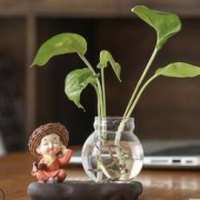 智老板 绿萝水培花盆装饰摆件 不听