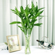鲜菲淳 富贵竹 60-70cm 6棵 送营养液 不含盆