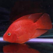 活体宠物 红鹦鹉发财鱼 观赏鱼 6~7cm