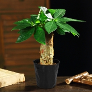 菜友 发财树盆栽 含盆 2.8元包邮（需用券）