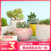15天死亡包赔！呆萌妞 超萌多肉植物室盆栽 带盆