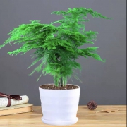 绿叶成荫 发财文竹 一盆 迷你款