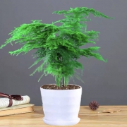 绿叶成荫 室内盆栽 文竹（含盆）