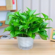清晰绿植   水培绿萝    红色加厚盆绿萝+储水盆