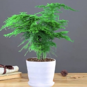 绿叶成荫 室内盆栽 文竹（含盆）