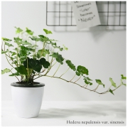 茵琦纱 水培绿植 带盆栽好