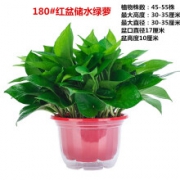 清晰绿植   水培绿萝    红色加厚盆绿萝+储水盆