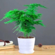 苏馨花之语 花卉盆栽 文竹（不含盆）
