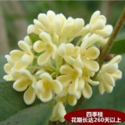 奕通 四季桂花树 2年苗 7.8元包邮（需用券）