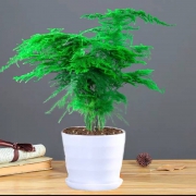 绿叶成荫 室内盆栽 文竹（含盆）