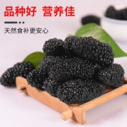 自家枣铺 新疆野生免洗特级桑葚干 250g*2袋
