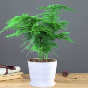绿叶成荫 发财文竹 一盆 迷你款