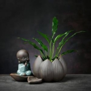 京东PLUS会员： 燚窑 绿萝水培植物花瓶 坐莲-轻语小僧（不含植物）