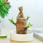 致荟树 巴西木水培植物 直径6cm（巴西木 暖白盆 格鲁特）