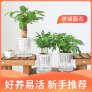 绿萝+虎皮兰 室内盆栽办公室植物