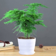 苏馨花之语 花卉盆栽 文竹（含盆）