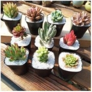 浅草物语 10颗多肉 10个黑方 1L营养土