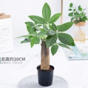 鲜菲淳 发财树盆栽 高11cm左右