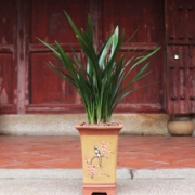 花无痕 企黑 3苗连体 不含盆