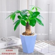 沁苑  吸水盆 单颗发财树