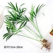 花勿缺 袖珍椰子5颗＋营养液 高15cm