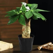 菜友 发财树盆栽 含盆