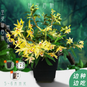 简单易养！好前景 铁皮石斛苗 （黑控根盆）