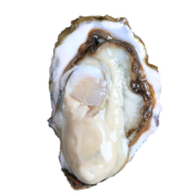 南泓村 肥美乳山生蚝 M(70g以下) 5斤