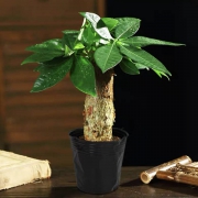 菜友 发财树 盆栽 含盆