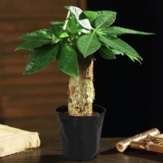 菜友 发财树 盆栽 含盆