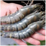 三顿饭 越南黑虎虾冻虾虎虾16头 净重400g *3件
