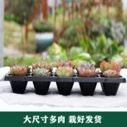 肉趣 多肉植物组合盆栽（10棵多肉+盆）