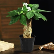 菜友 发财树 盆栽 含盆