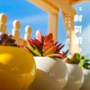 淘礼金： 呆萌妞 多肉植物盆栽 多款可选