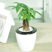 萌肉居 水培植物  含盆带土