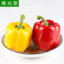山东寿光蔬菜 家美舒达 红黄彩椒 约1kg 圆椒 寿光菜 火锅食材 产地直供 新鲜蔬菜