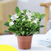 高颜植 栀子花盆栽 高17-19cm