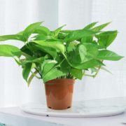 净化空气！绿航绿萝 绿萝盆栽 含盆 5.9元包邮（需用券）