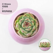 呆萌妞 多肉植物盆栽（带盆）