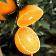 22点开始： XIANGUOLAN 鲜菓篮 爱媛38号果冻橙 4.8斤装