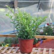 馥郁芳华  sxm12 满天星盆栽