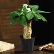 菜友 发财树 盆栽 含盆