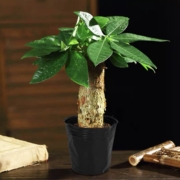 菜友 发财树 盆栽 含盆