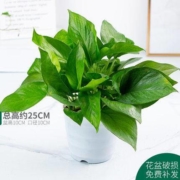 双11预告：鲜菲淳  lz0002 绿萝盆栽